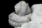 Three Enrolled Flexicalymene Trilobites - Ohio #76368-2